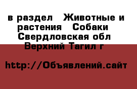  в раздел : Животные и растения » Собаки . Свердловская обл.,Верхний Тагил г.